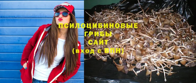 закладки  Котовск  Галлюциногенные грибы Psilocybe 